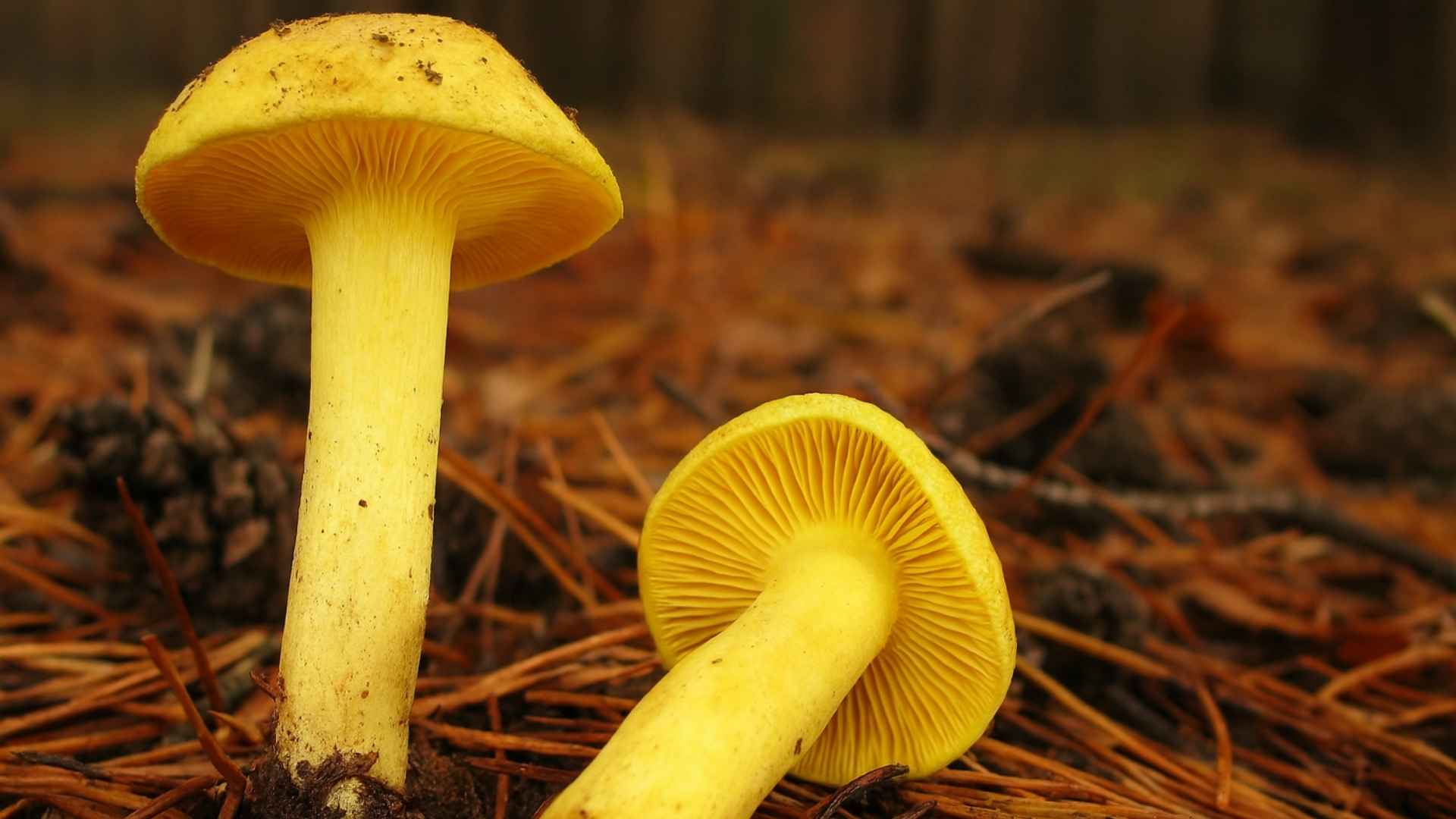 Gąska zielonka (Tricholoma equestre) – Opis i występowanie
