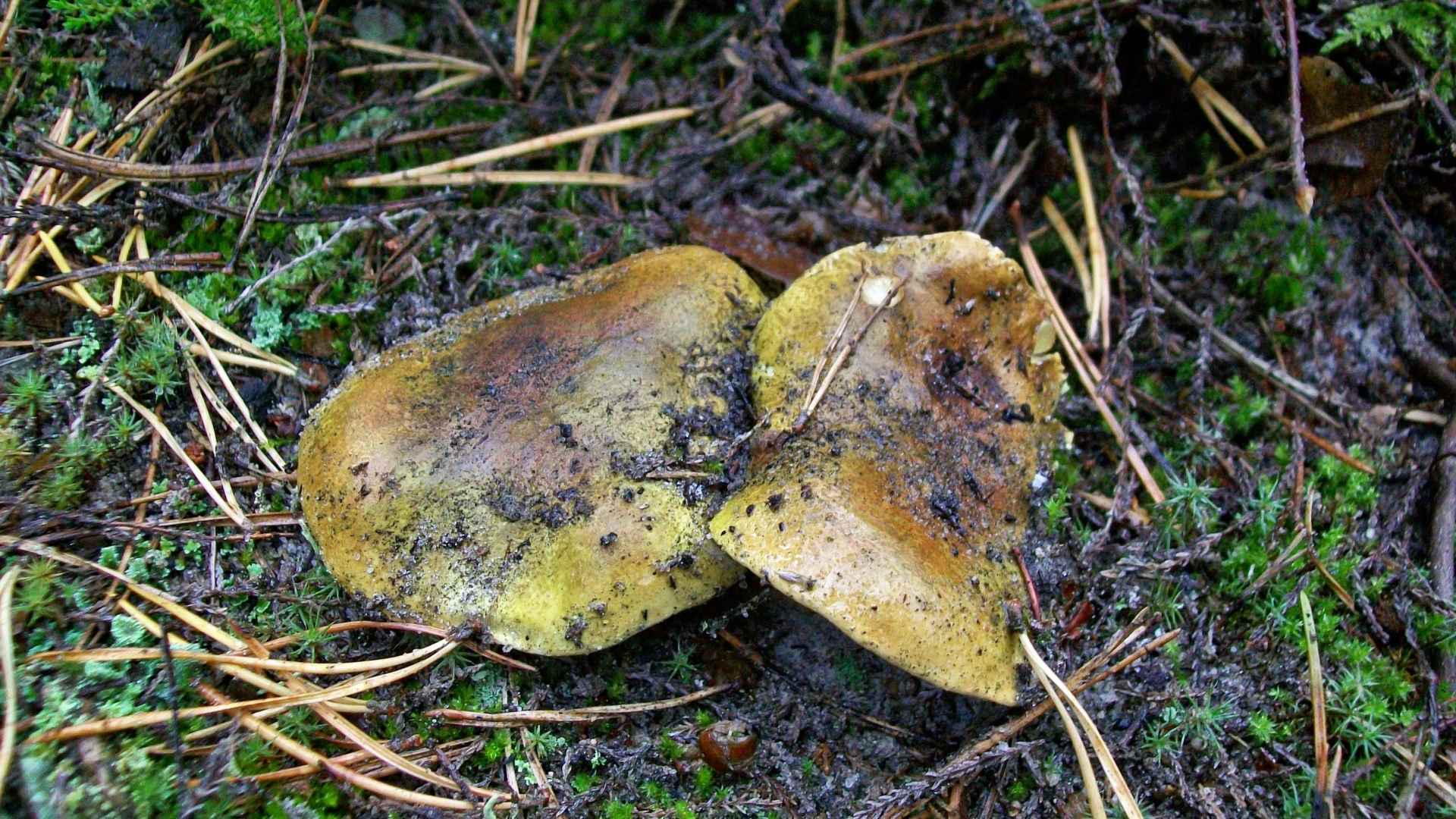 Gąska zielonka (Tricholoma equestre) – Opis i występowanie | fot. Canva Pro