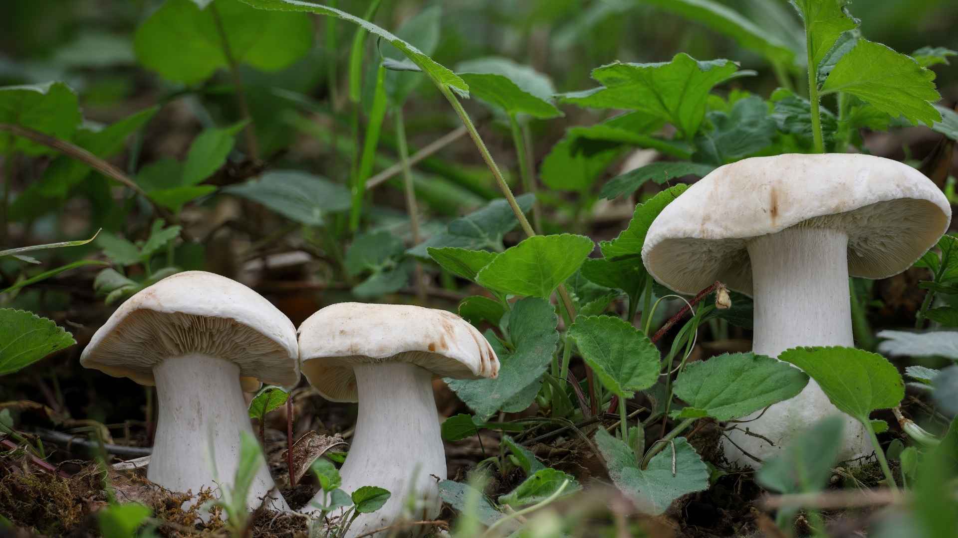 Gęśnica wiosenna (Calocybe gambosa) – opis i występowanie | fot. Canva Pro
