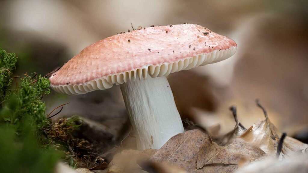Gołąbek wyborny (Russula vesca) | fot. Canva Pro