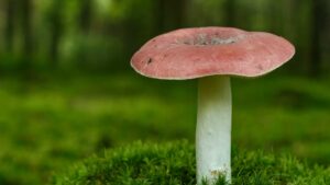 Gołąbek wyborny (Russula vesca) – opis i występowanie