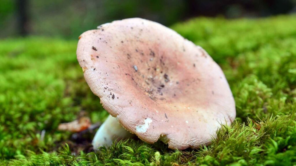 Gołąbek wyborny (Russula vesca) – opis i występowanie