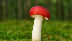 Gołąbek wymiotny (Russula emetica) – opis i występowanie