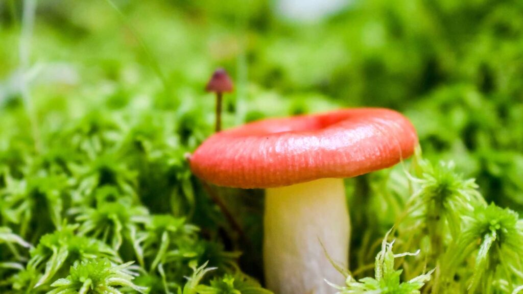 Gołąbek wymiotny (Russula emetica) – opis i występowanie | fot. Canva Pro