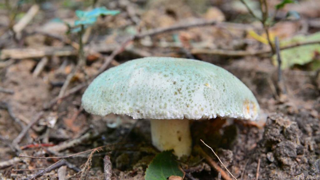 Gołąbek zielonawy (Russula virescens) | fot. Canva Pro