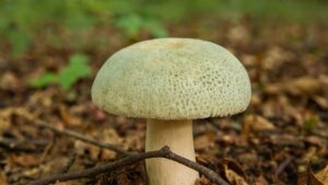 Gołąbek zielonawy (Russula virescens) – opis i występowanie