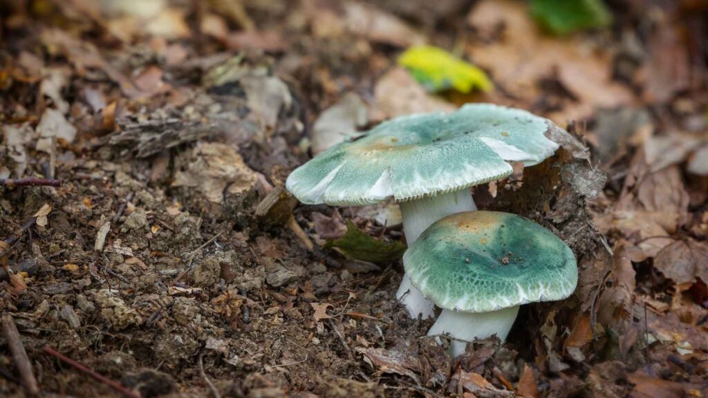 Gołąbek zielonawy (Russula virescens) – opis i występowanie | fot. Canva Pro