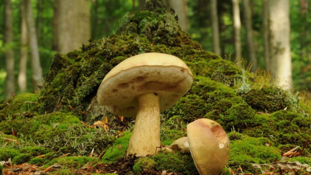 Goryczak żółciowy (Tylopilus felleus) – opis i występowanie | fot. Canva Pro