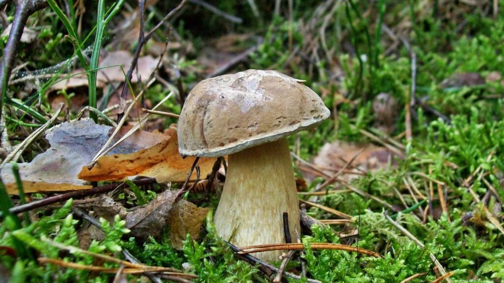 Goryczak żółciowy (Tylopilus felleus) – opis i występowanie | fot . Canva Pro