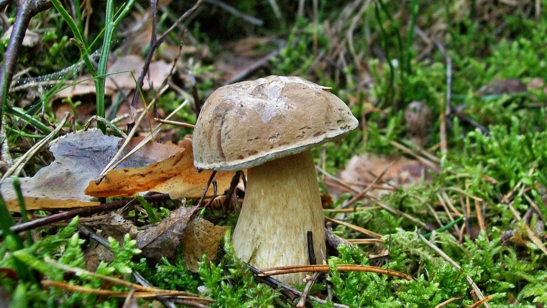 Goryczak żółciowy (Tylopilus felleus) – opis i występowanie | fot . Canva Pro