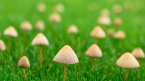 Grzyby na trawniku: dlaczego rosną i jak je zwalczyć? | foto. Kamil w Ogrodzie