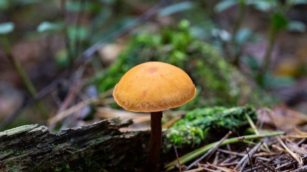 Hełmówka obrzeżona (Galerina marginata) – opis i występowanie | foto. Canva Pro