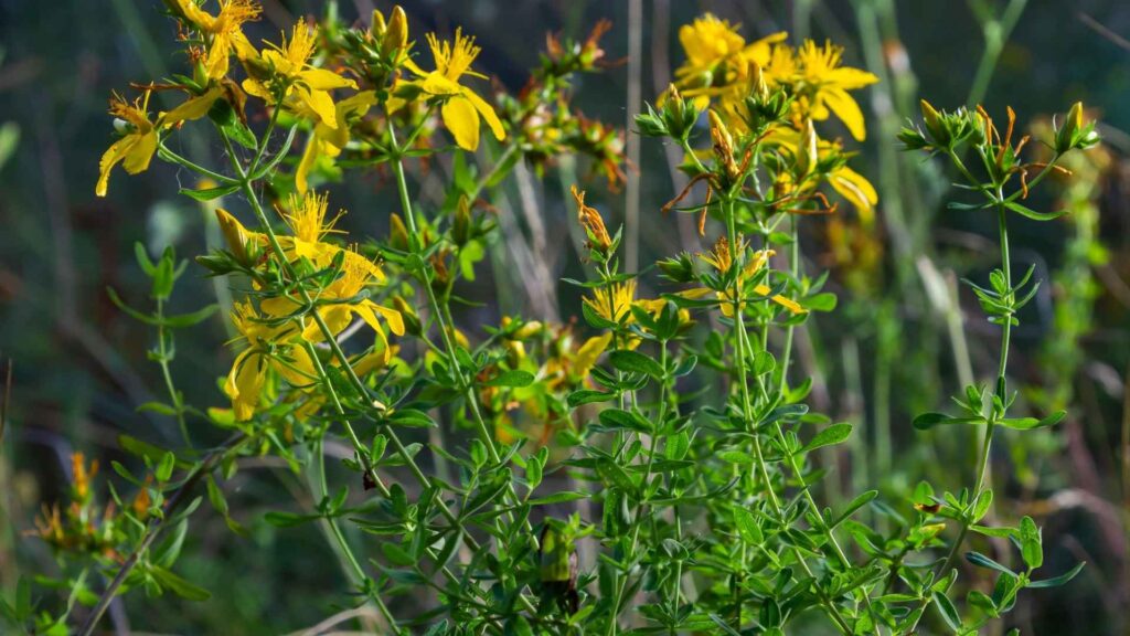 Dziurawiec zwyczajny (Hypericum perforatum) | fot. Kamil w Ogrodzie