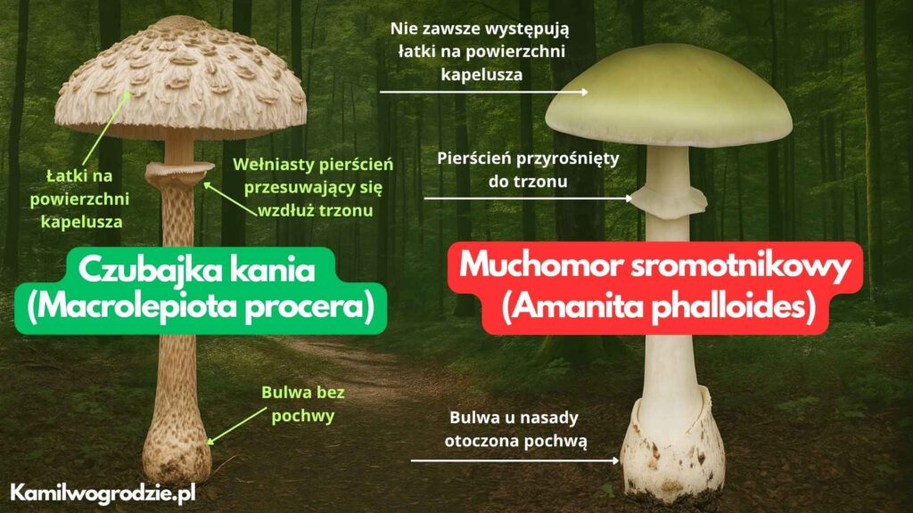 Jak odróżnić czubajkę kanię od muchomora sromotnikowego? Infografika | foto. Kamil w Ogrodzie