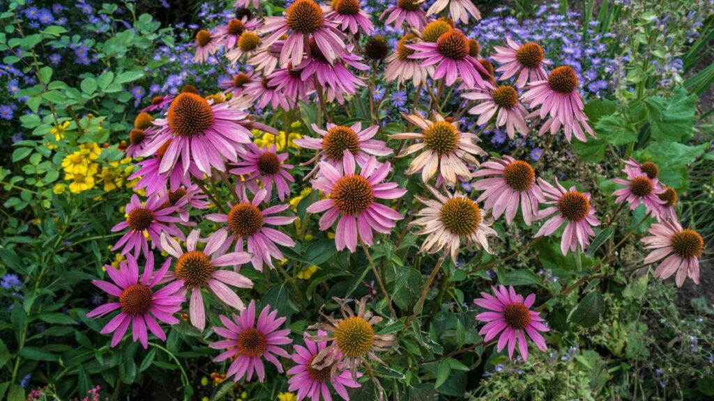 Jeżówka purpurowa (Echinacea purpurea) – królowa rabat i motyli | fot. Canva Pro