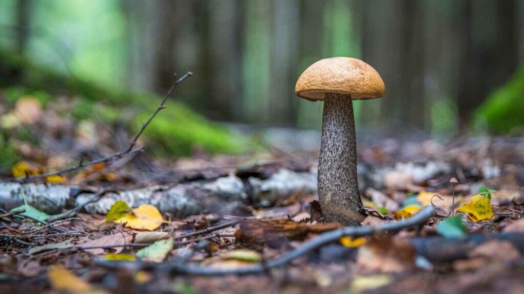 Koźlarz czerwony | foto. Canva Pro