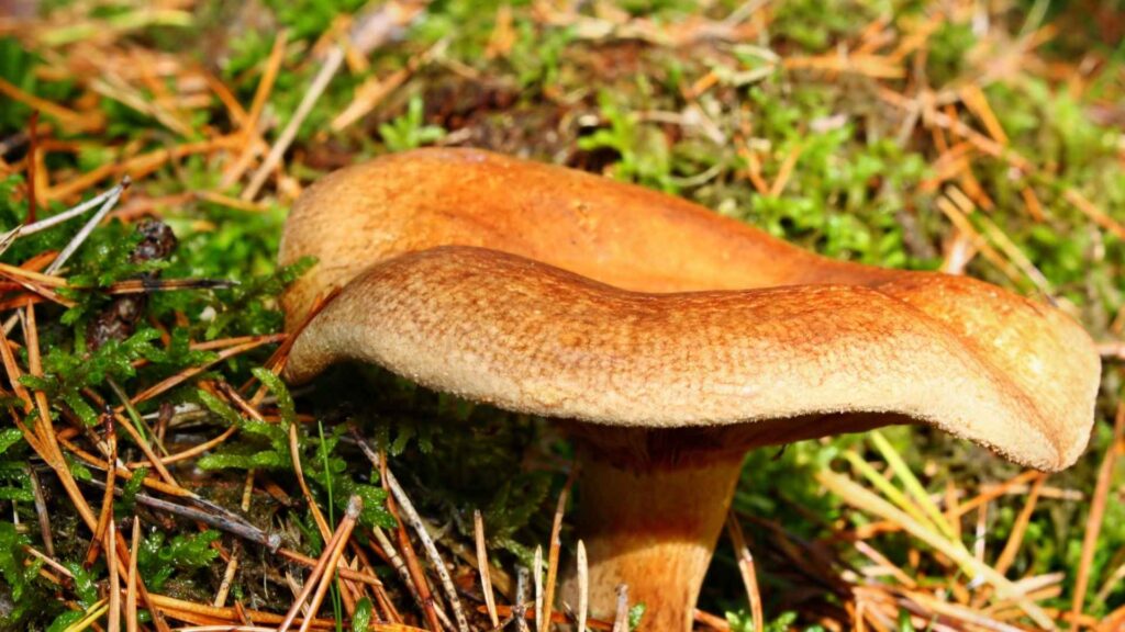 Krowiak podwinięty (Paxillus involutus) | fot. Canva Pro