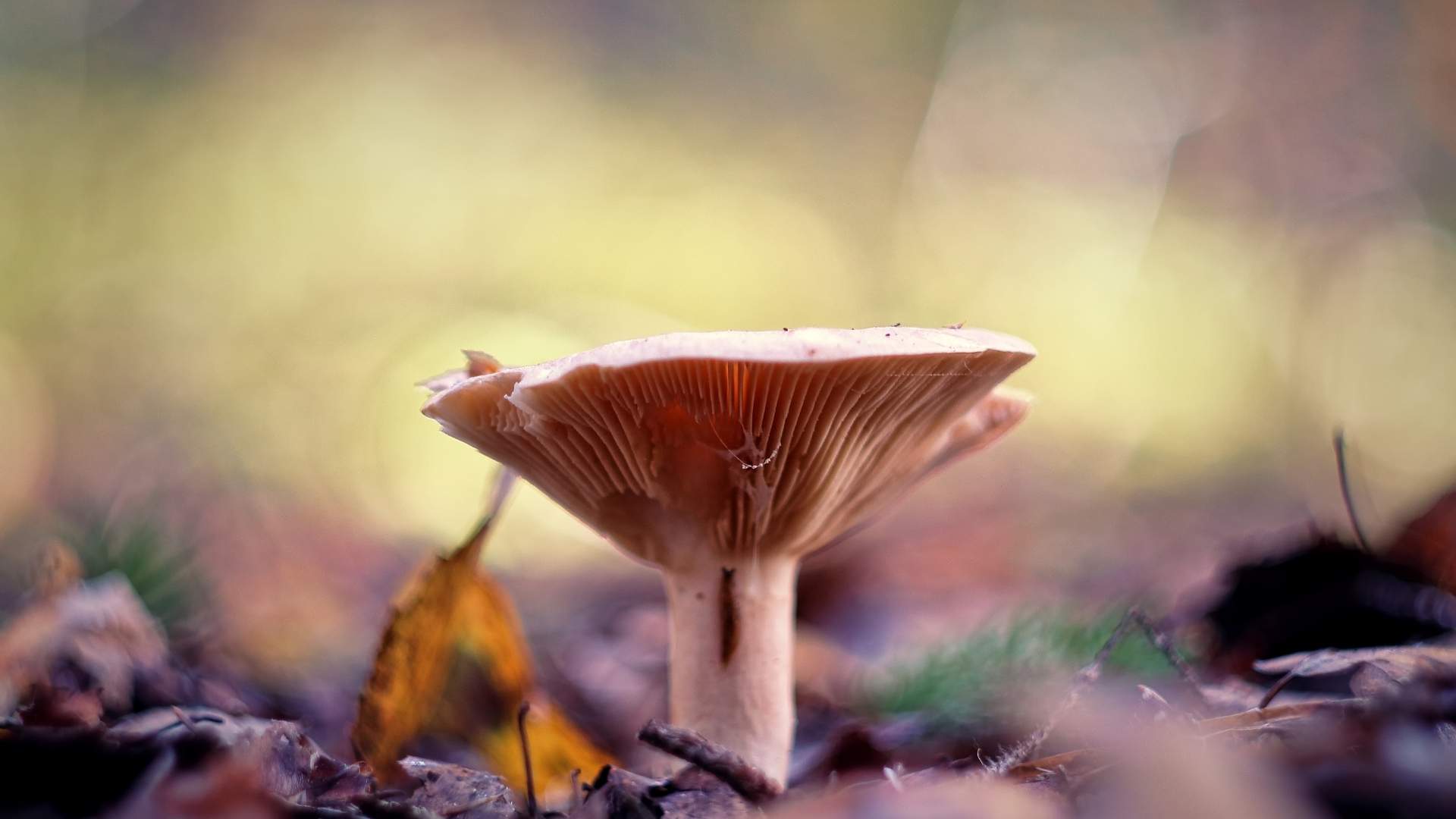 Krowiak podwinięty (Paxillus involutus) – opis i występowanie