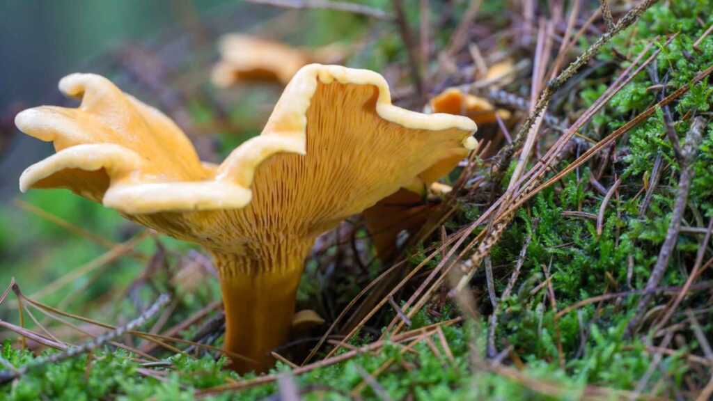 Lisówka pomarańczowa (Hygrophoropsis aurantiaca) | Foto. Canva Pro