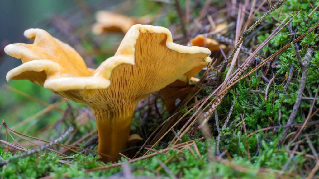Lisówka pomarańczowa Hygrophoropsis aurantiaca | foto. Canva Pro