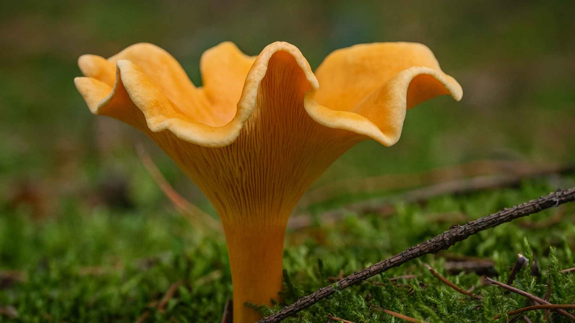 Lisówka pomarańczowa (Hygrophoropsis aurantiaca)