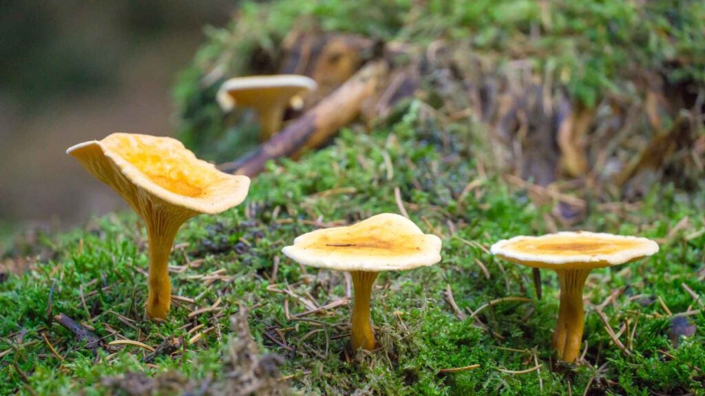 Lisówka pomarańczowa (Hygrophoropsis aurantiaca) - Fałszywa kurka | fot. Canva Pro