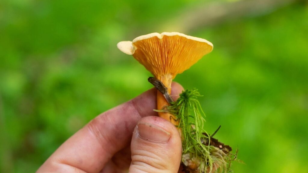 Lisówka pomarańczowa (Hygrophoropsis aurantiaca) – opis i występowanie | fot. Canva Pro