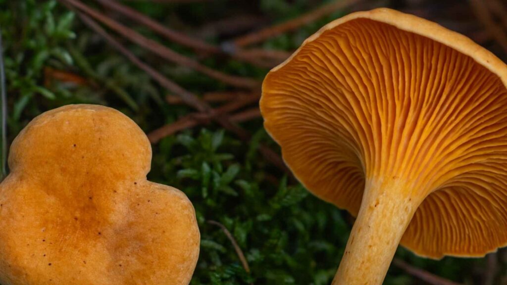 Lisówka pomarańczowa - Hygrophoropsis aurantiaca