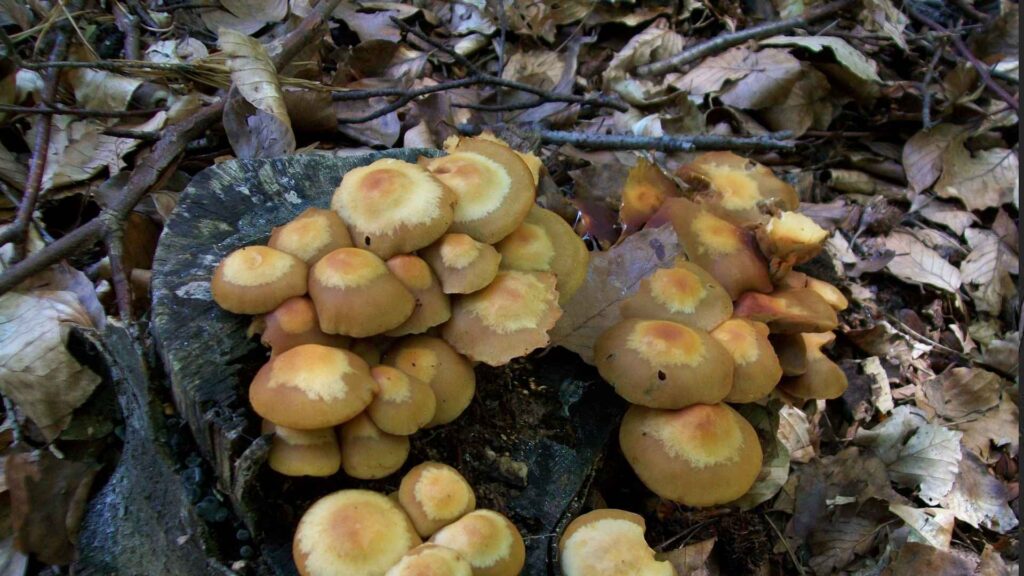 Łuszczak zmienny (Kuehneromyces mutabilis) | fot. Canva Pro