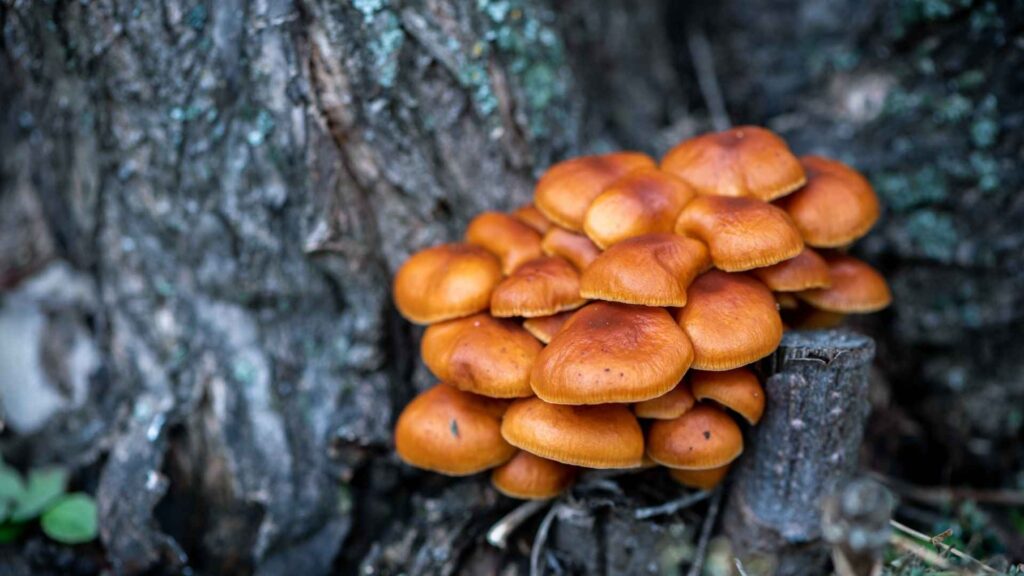 Łuszczak zmienny (Kuehneromyces mutabilis) – opis i występowanie | foto. Canva Pro