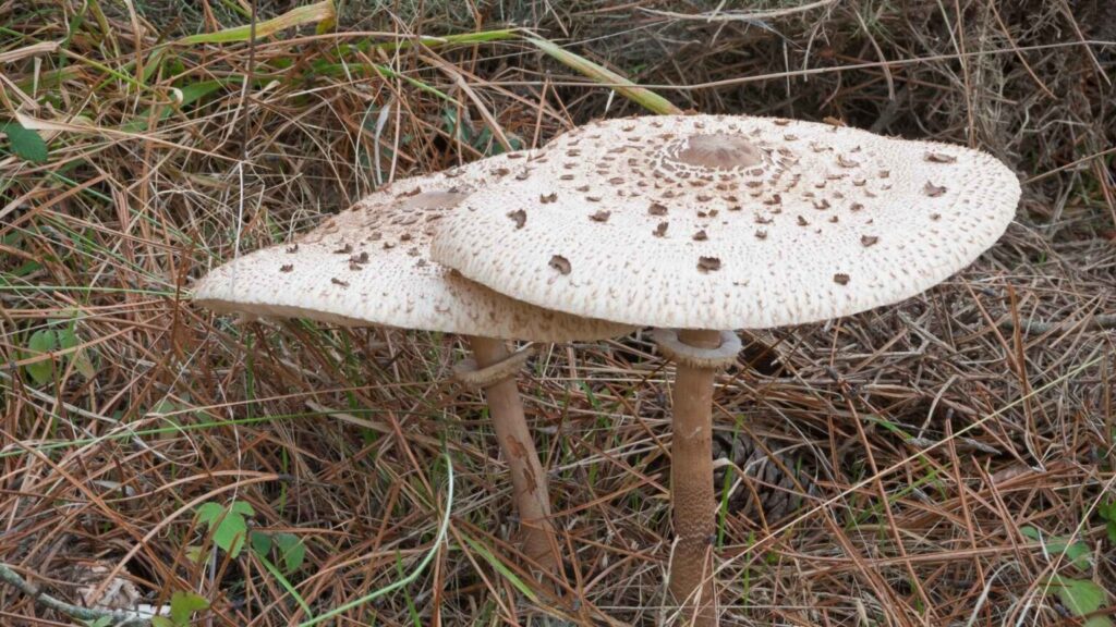Czubajka kania (Macrolepiota procera)