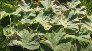 Mączniak atakuje ogórki w lipcu 2025 – jak go rozpoznać i uratować plony? | fot. Kamil w Ogrodzie