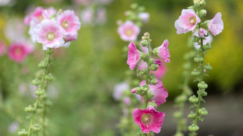 Malwa ogrodowa (Alcea rosea) – klasyka w romantycznym wydaniu | fot. Kamil w Ogrodzie