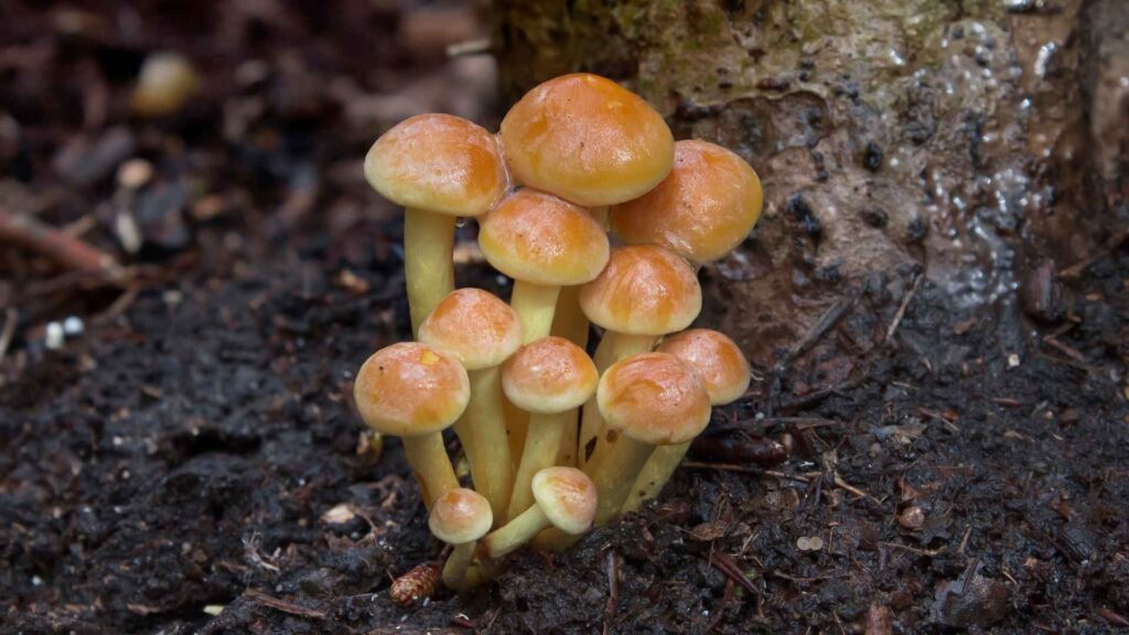 Maślanka wiązkowa (Hypholoma fasciculare) | fot. Canva Pro