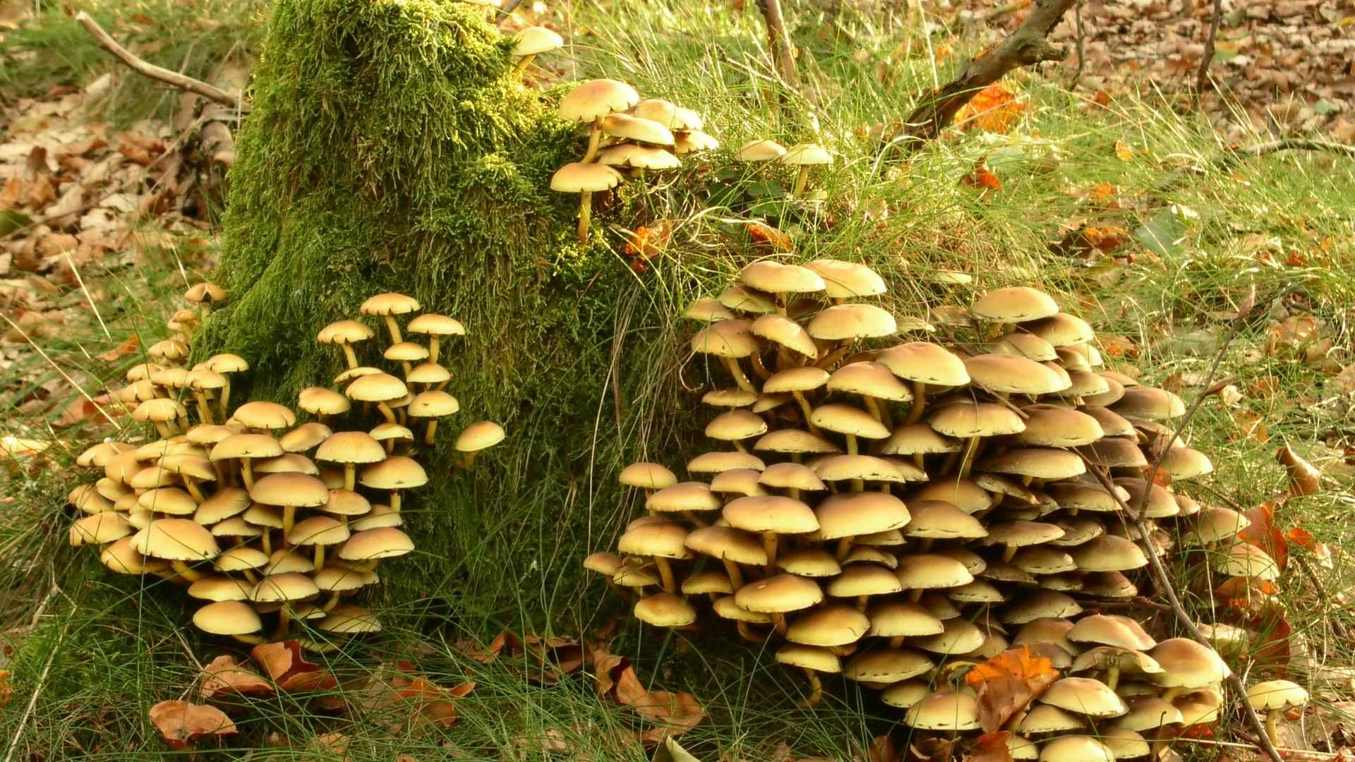 Maślanka wiązkowa (Hypholoma fasciculare) – opis i występowanie