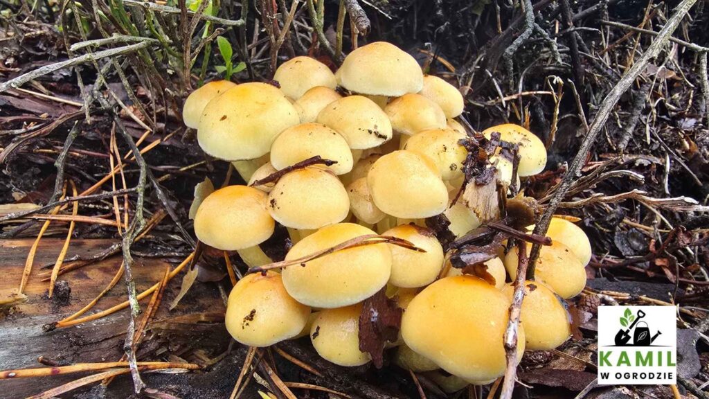 Maślanka wiązkowa (Hypholoma fasciculare) – opis i występowanie