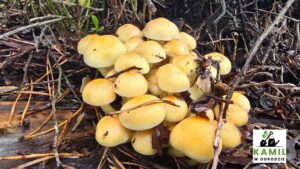 Maślanka wiązkowa (Hypholoma fasciculare) – opis i występowanie