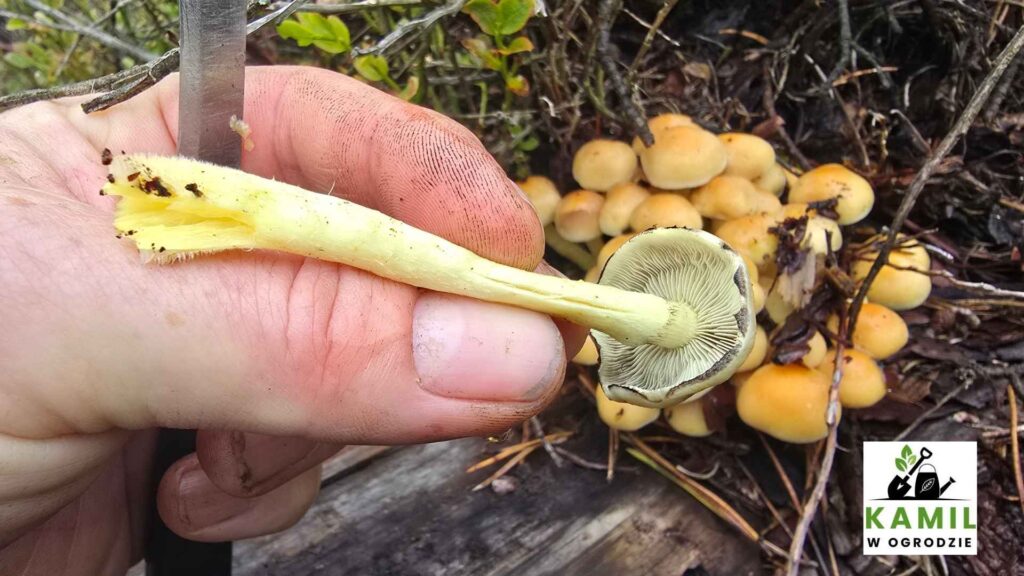Maślanka wiązkowa (Hypholoma fasciculare) – opis i występowanie | foto. Kamil w Ogrodzie