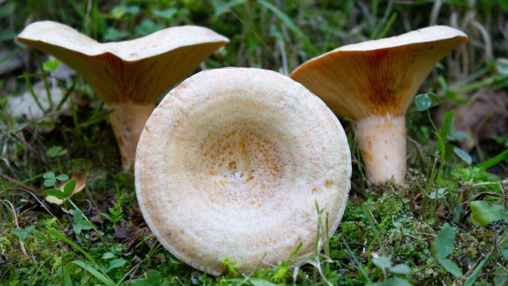 Mleczaj rydz (Lactarius deliciosus) | fot. Canva Pro