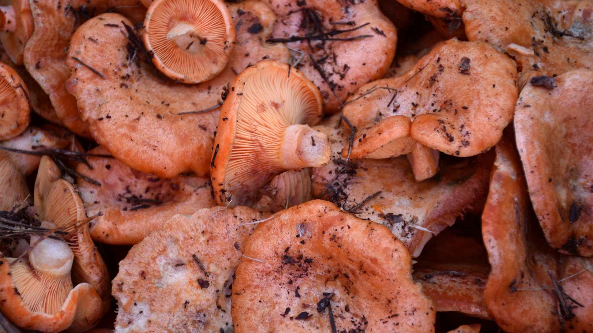 Mleczaj rydz (Lactarius deliciosus) – opis i występowanie