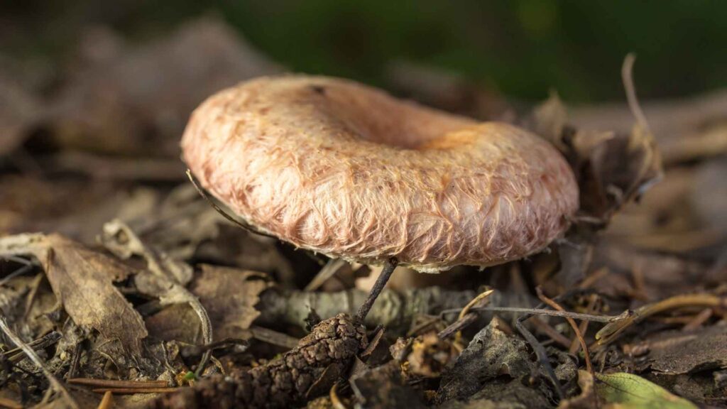 Mleczaj wełnianka (Lactarius torminosus) | fot. Canva Pro