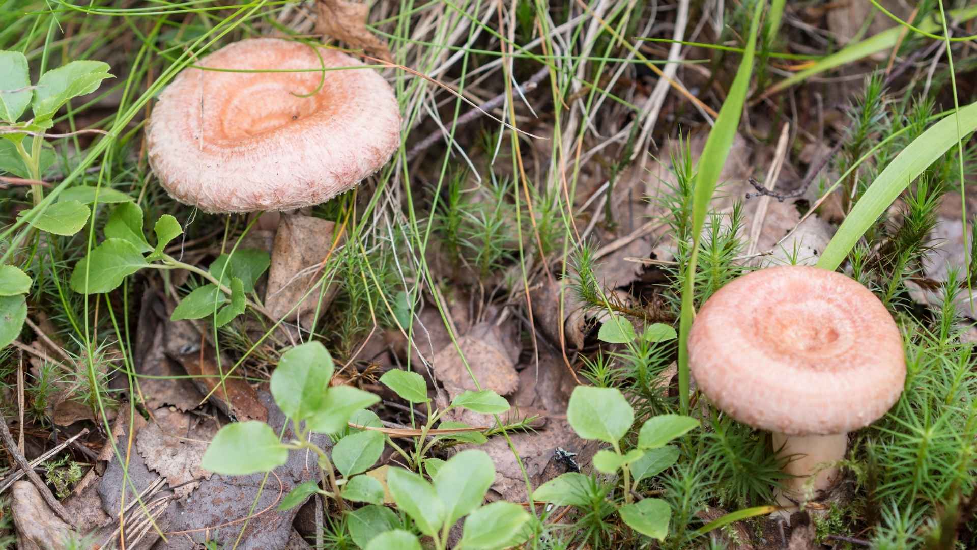 Mleczaj wełnianka (Lactarius torminosus) – opis i występowanie