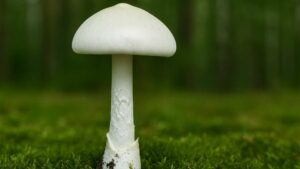 Muchomor jadowity (Amanita virosa) – opis i występowanie