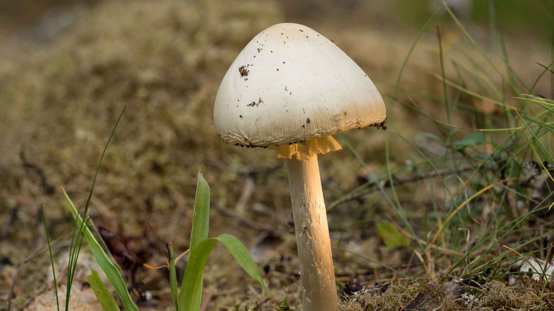 Muchomor jadowity (Amanita virosa) – opis i występowanie