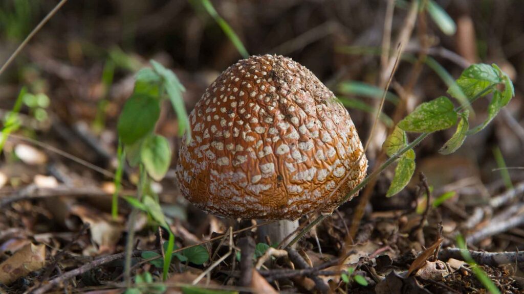 Muchomor plamisty (Amanita pantherina) – opis i występowanie | fot. Canva Pro
