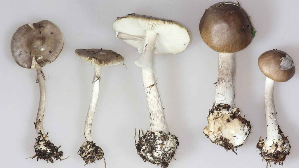 Muchomor porfirowy (Amanita porphyria) | fot. Wiki Common