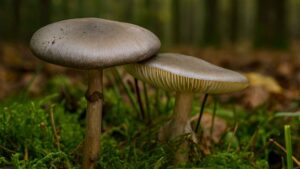 Muchomor porfirowy (Amanita porphyria) – opis i występowanie