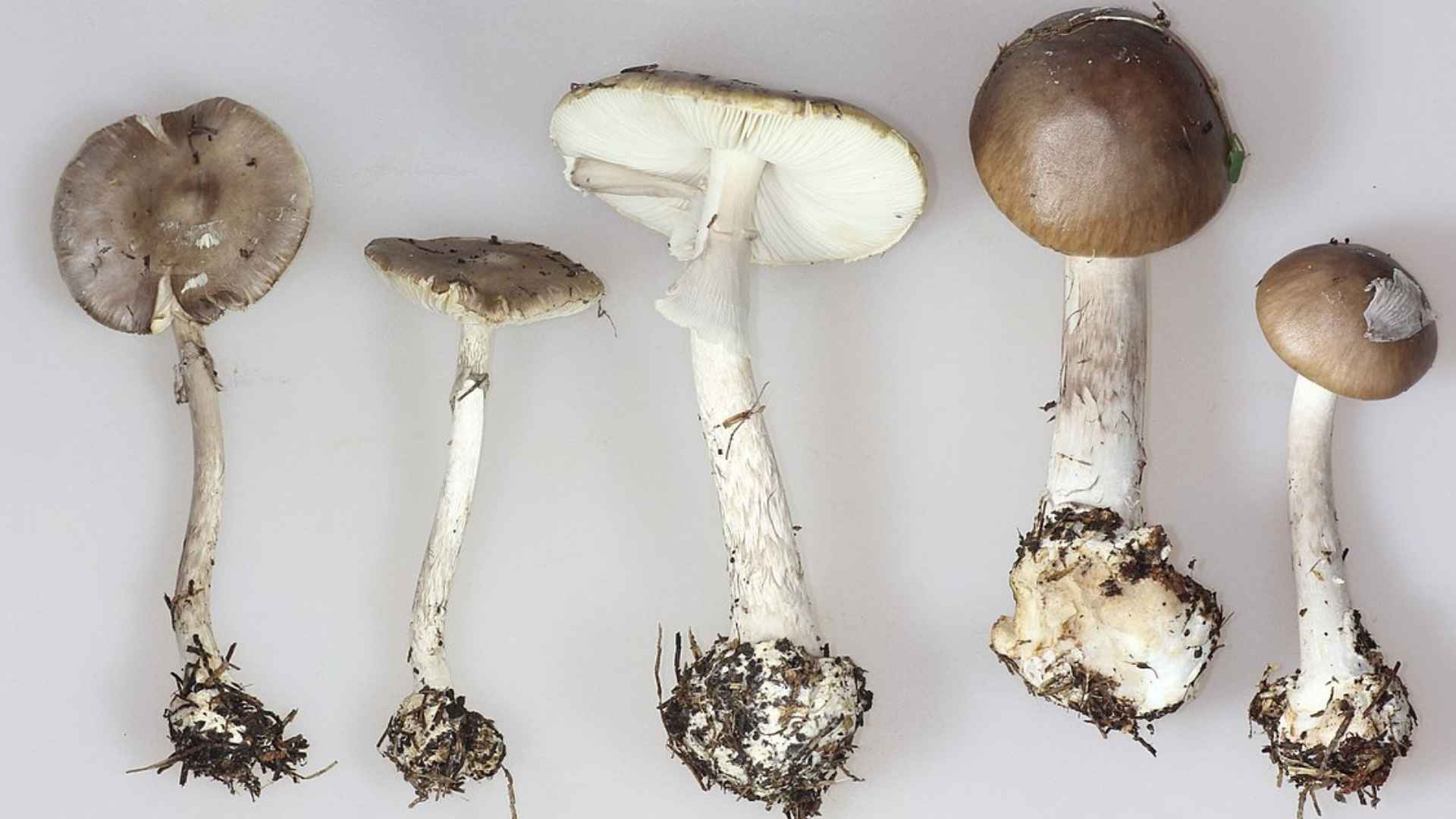 Muchomor porfirowy (Amanita porphyria) – opis i występowanie