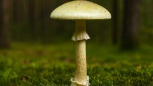 Muchomor sromotnikowy zielonawy (Amanita phalloides) – opis i występowanie