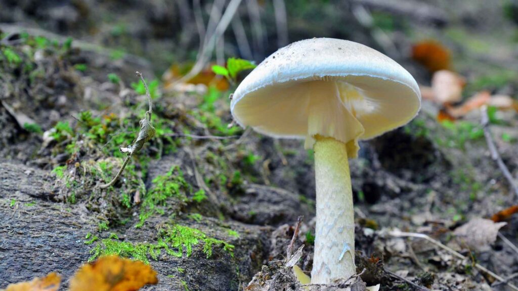 Muchomor sromotnikowy zielonawy (Amanita phalloides) – opis i występowanie | fot. Canva Pro